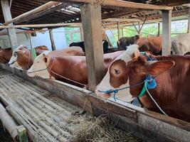 agricoltori avere iniziato calza mucche nel preparazione per il eid al-Qurban vacanza foto