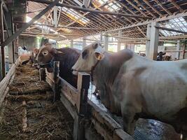 agricoltori avere iniziato calza mucche nel preparazione per il eid al-Qurban vacanza foto