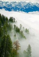 invernale sequoia a partire dal moro roccia foto