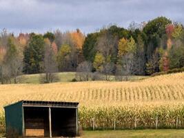 autunno nel rurale nuovo York foto