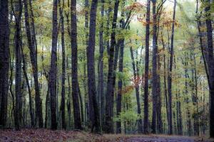 Pennsylvania autunno colori foto