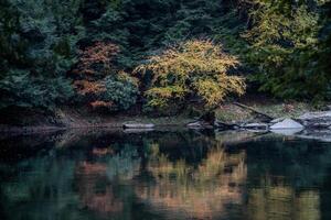 cucinare foresta stato parco foto