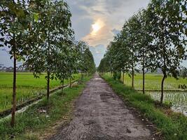 vuoto strada in mezzo alberi contro cielo foto