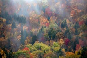 nebbioso autunno fogliame foto
