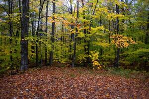 nuovo Hampshire autunno colori foto