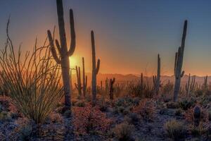 parco nazionale del saguaro foto