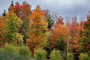 Pennsylvania autunno colori foto