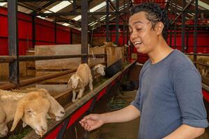 uomo era alimentazione il pecora Ovis Ariete su il nazionale azienda agricola il foto è adatto per uso per azienda agricola manifesto e animale soddisfare media.