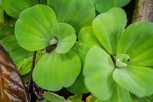 verde foglia di acqua lattuga pistia stratioti su il giardino piscina. il foto è adatto per uso per botanico sfondo, natura manifesto e flora formazione scolastica soddisfare media.