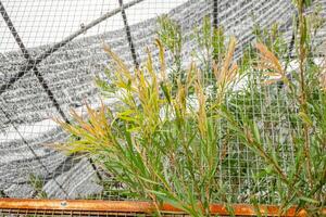 decorativo pianta cyperus papiro su il verde giardino.il foto è adatto per uso per botanico sfondo, natura manifesto e flora formazione scolastica soddisfare media.