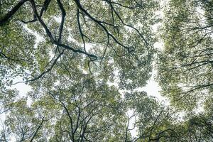 davanti cortile di tradizionale regno centrale Giava assolo con sapodilla albero manilkara zapota. il foto è adatto per uso per natura sfondo e soddisfare media.