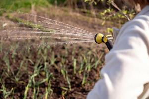 irrigazione il giardino con un' tubo flessibile. foto