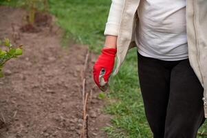 donna nel un' bianca giacca e rosso guanti impianti un' albero nel il giardino, avvicinamento foto