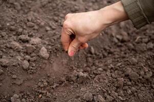 femmina mano piantare semi nel il suolo. concetto di piantare semi nel il terra foto