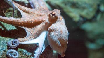 avvicinamento Visualizza di un' Comune polpo volgare nuoto sott'acqua, macro ritratto sotto acqua foto