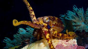 avvicinamento Visualizza di un' Comune polpo volgare nuoto sott'acqua, macro ritratto sotto acqua foto