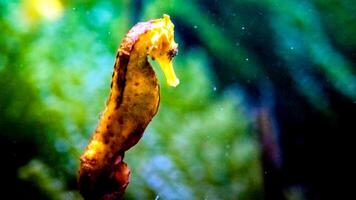 avvicinamento Comune colorato cavalluccio marino o ippocampo guttulatus nuoto sotto acqua, vita marina foto