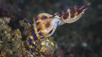 avvicinamento Visualizza di un' Comune polpo volgare nuoto sott'acqua, macro ritratto sotto acqua foto