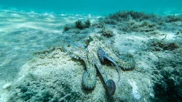 avvicinamento Visualizza di un' Comune polpo volgare nuoto sott'acqua, macro ritratto sotto acqua foto