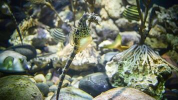 avvicinamento Comune colorato cavalluccio marino o ippocampo guttulatus nuoto sotto acqua, vita marina foto