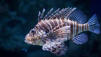 pesce leone o pterois, un' bellissimo predatore Leone pesce nuotate nel ricerca di cibo subacqueo foto