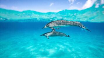 giovane curioso bottlenose delfino sorrisi, giocoso Comune tursiops truncatus avvicinamento nuoto sott'acqua. salto su di acqua foto