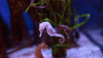 avvicinamento Comune colorato cavalluccio marino o ippocampo guttulatus nuoto sotto acqua, vita marina foto