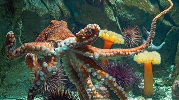 avvicinamento Visualizza di un' Comune polpo volgare nuoto sott'acqua, macro ritratto sotto acqua foto