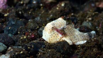 pesce rana antennarius. sorprendente subacqueo mondo, rana pesce marino creatura foto