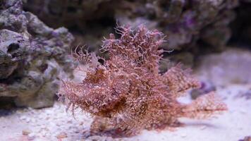 pesce rana antennarius. sorprendente subacqueo mondo, rana pesce marino creatura foto