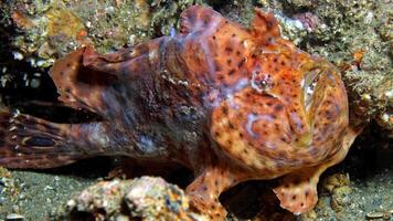 pesce rana antennarius. sorprendente subacqueo mondo, rana pesce marino creatura foto