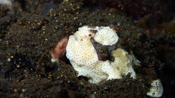 pesce rana antennarius. sorprendente subacqueo mondo, rana pesce marino creatura foto