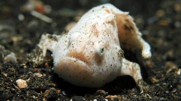 pesce rana antennarius. sorprendente subacqueo mondo, rana pesce marino creatura foto