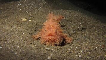 pesce rana antennarius. sorprendente subacqueo mondo, rana pesce marino creatura foto