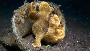 pesce rana antennarius. sorprendente subacqueo mondo, rana pesce marino creatura foto