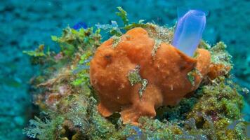 pesce rana antennarius. sorprendente subacqueo mondo, rana pesce marino creatura foto