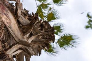 palme sulla spiaggia foto