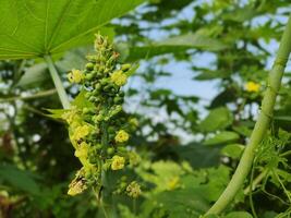 impianti con fiori nel fioritura foto