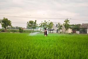 anziano maschio contadino spruzzatura pesticidi per risaia pianta su il suo riso campo. scenario indonesiano contadino con bellezza natura foto