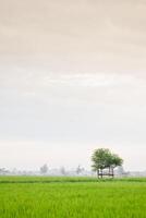 piccolo capanna con grean foglia tetto nel il centro di riso campo. bellezza scenario nel natura Indonesia foto