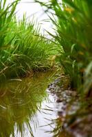 vicino su risaia pianta e irrigazione riso campo foto