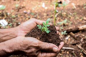anziano contadino hold germoglio e suolo con il suo mano, seme germoglio pianta crescita foto