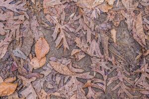 foglie d'autunno sul terreno foto