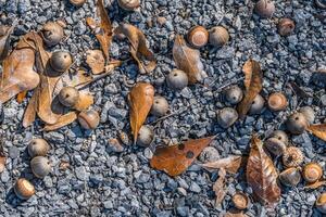 ghiande e le foglie su il terra foto