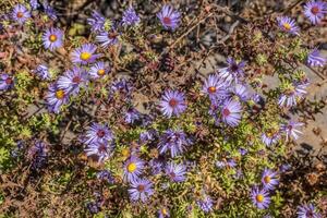 viola astri fioritura avvicinamento foto