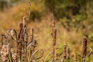 cattails nel autunno foto