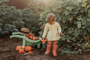 carino poco ragazza è raccolta. giardino carriola con verdure e frutta. autunno concetto foto