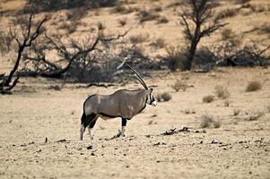 orice antilope nel il asciutto alveo di nossob fiume kgalagadi foto