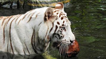 bianca tigre con un' Noce di cocco nel il suo bocca foto