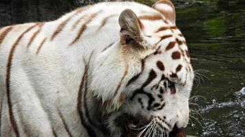 bianca tigre nel il fiume foto